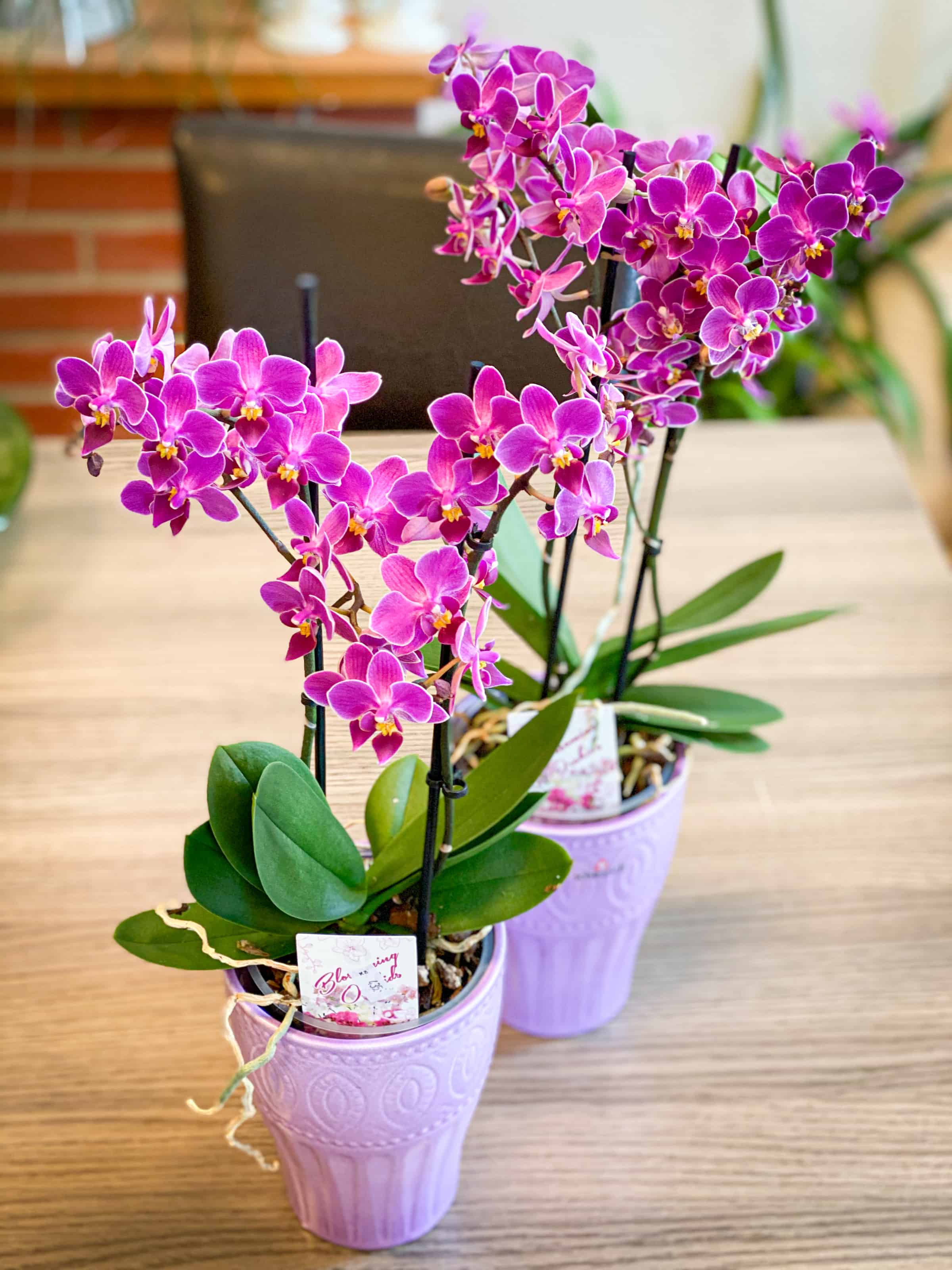 orchidej pokojovka